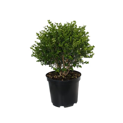Boj o Buxus Arbusto Natural para Jardines Planta de Exterior Resistente