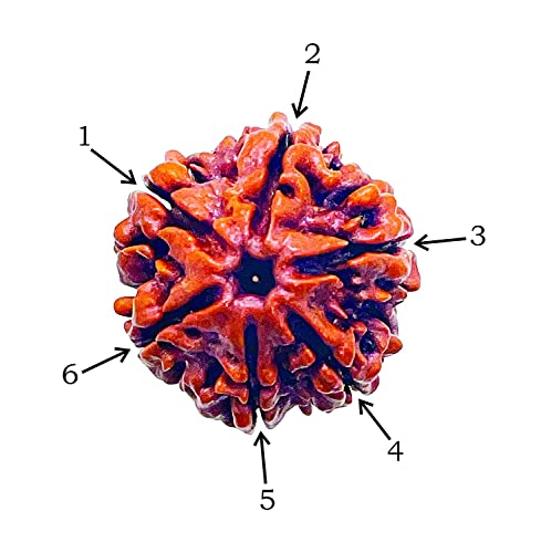 Image of Vado Certified 6 Mukhi Nepali Rudraksha with Authentic Lab Certificate Natural Beads (6 Mukhi)