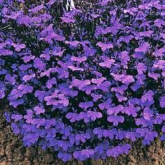 Seed Kingdom Lobelia Crystal Palace Bulk Seeds