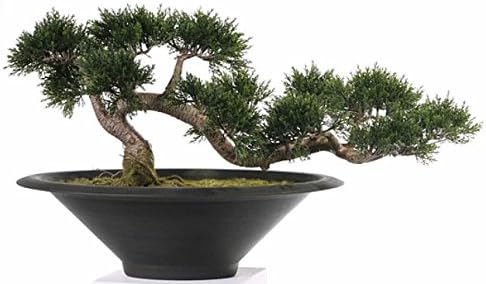 Artificial Cedar Bonsai Tree set in a Black Planter - 35cm high