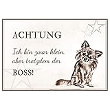 ZAUBERBILD Hundeschild Warnung | Chihuahua | Warnschild Vorsicht Hund | 25x17cm Alu