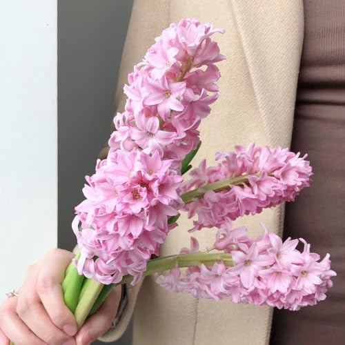 bulbos de jacintos perennes resistentes, prado en flor perenne, plantas en macetas reales bulbos de flores de primavera Los bulbos de flores son perennes y resistentes. flores de 2pcs