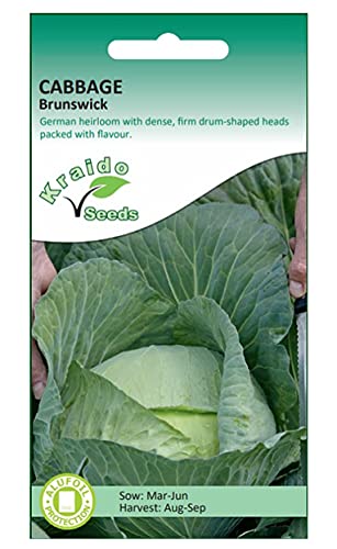 Cabbage Seeds White Brunswick Brassica Oleracea 500 Seeds Grow Your Own Vegetable Indoors in a Greenhouse or Outdoors in a Garden or in Large Pots and Containers