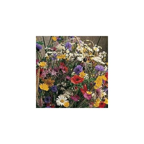 Wld Flower Cornfield Cover