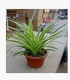 Indoor air purification, flowers, potted plants absorb formaldehyde seeds, seed pearls hydroponic Chlorophytum, 50pcs