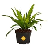 Costa Farms Bird's Nest Fern Live Indoor House Plant 15-Inches Tall, Grower's Pot