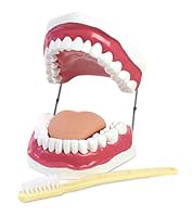 Algopix Similar Product 6 - American Educational Oral Hygiene Model