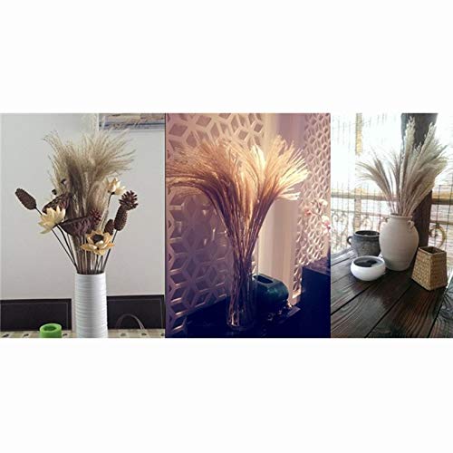 Natural Dried Flowers Bundles - Natural Dried Pampas Grass Brown Bouquet Boho Decoration for Home Decoration, Photo Props - Dried Bunny Tails Pampas for Flower Arrangements Wedding Home Decor (30Pcs)