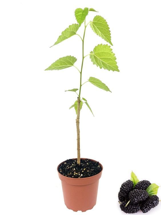 Image of LIVE PLANTS (SMALL, MULBERRY)