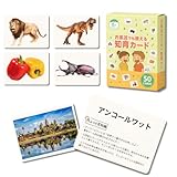 知育カード 8ジャンル 恐竜 昆虫 城 世界遺産 働く乗り物 哺乳類 野菜 果物 豆知識つき 防水 (哺乳類)