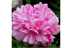Double Flower Rose Moss Seeds Perennial Flowers Seed