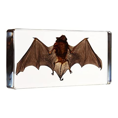 UIGJIOG Bat Taxidermy Resin Specimen Cover