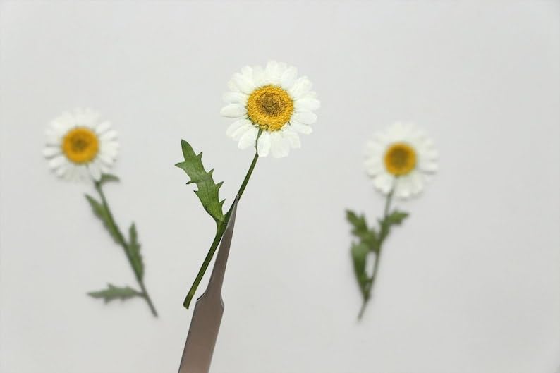 12 flores blancas secas para decoración y manualidades