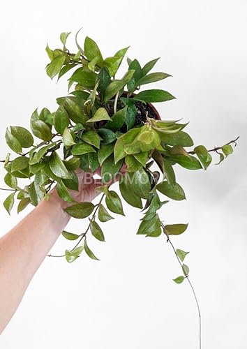 Image of Hoya Carnosa Live Plant - Healthy Hanging Indoor Plant, Easy Care, Air Purifyingflower plant - Pack of 1