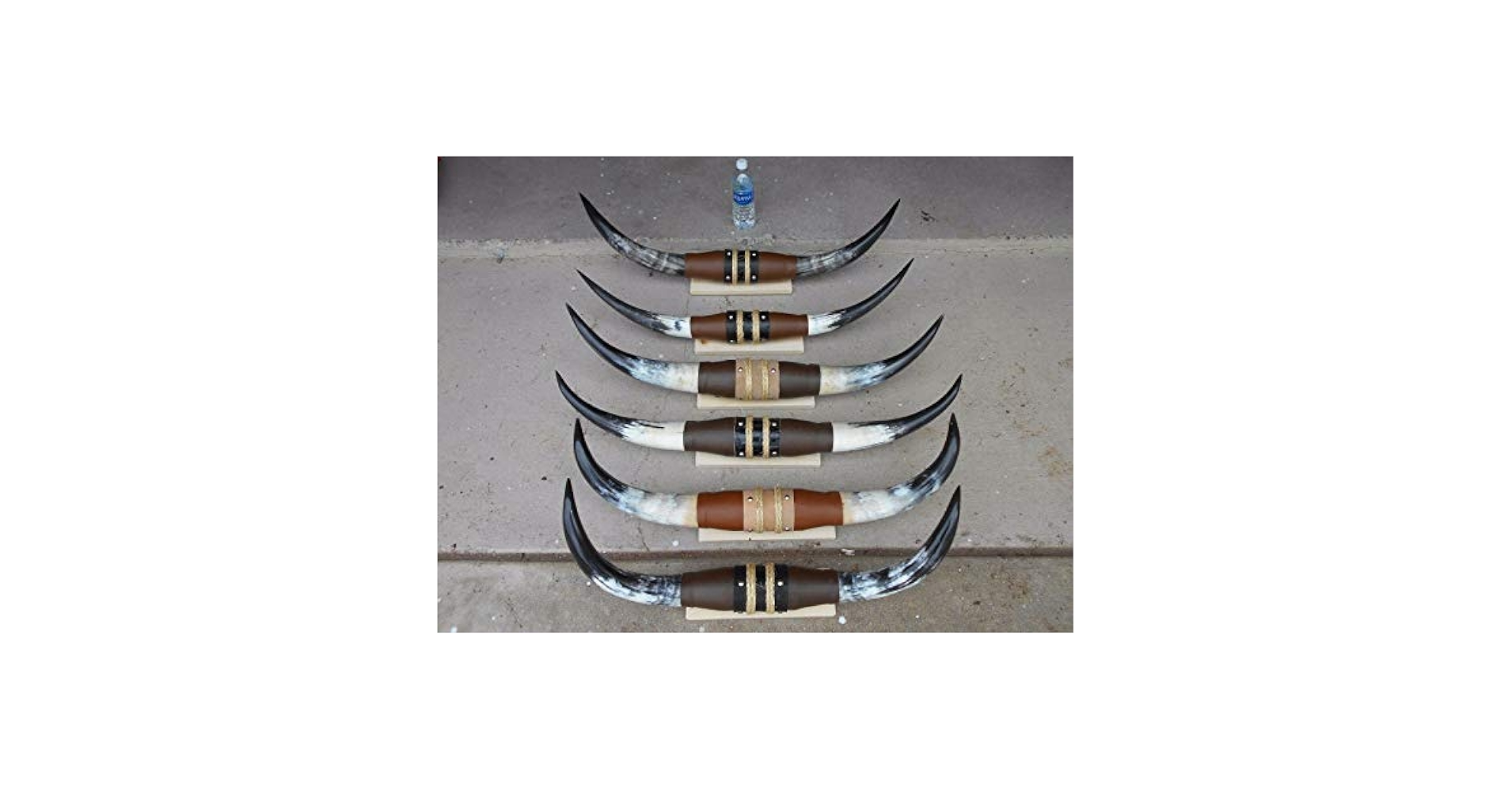 Amazon.com: Real Mounted Steer Cow Bull Texas Long Horns