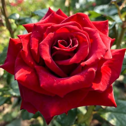 Rosa ‘Black Magic’ - Lote de 2 Plantas a Raíz Desnuda - Flores de Color Rojo Oscuro-Negruzco, Resistente y Perenne para Borduras Dramáticas