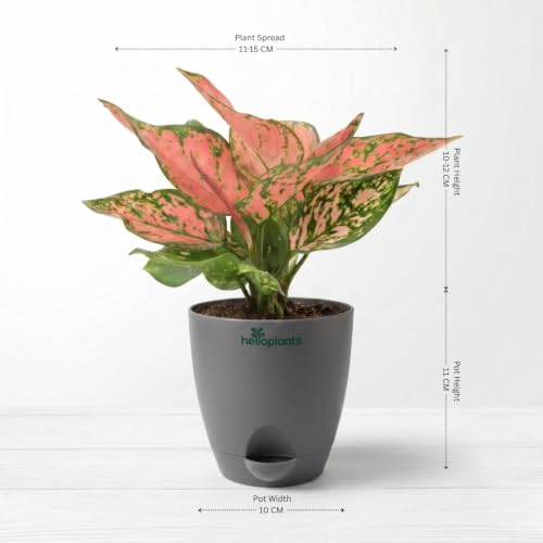 Image of Variegated Money Plant & Aglaonema Pink Valentine Live Indoor 2-Plant Combo in 4-Inch Self-Watering Matte Grey Pots | Vastu Lucky Houseplants for Stylish Home & Office Decor