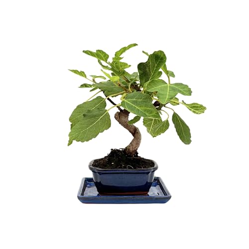 I GIARDINI DI GIULIA - Bonsai Ficus Carica 7 Anni in Vaso di Ceramica con Sottovaso | Pianta Vera Fruttifera da Interno ed Esterno | Fogliame Palmato e Radici Aeree in Formazione | Frutti Ornamentali