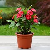 Red Crown of Thorns Plant, Red Euphorbia Crown of Thorns Live Plant, 4-7 inches in Height, 4' Pot for Houseplant