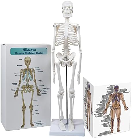 Aliwovo Skeleton Model Anatomy Mini Human Anatomical Skeleton Medical Education Study 17.7"Model with Colorful Manual and Exquisite Packaging