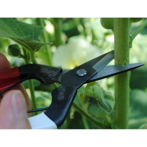 Image of Okatsune No. 307 Fruit Picking Shears 7.1 inches (180 mm) (Boxed)