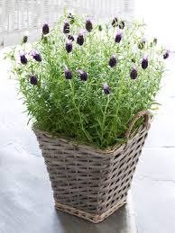 The Gift Box Deluxe Lavender plant delivered in a deluxe wicker basket or shabby chic bucket