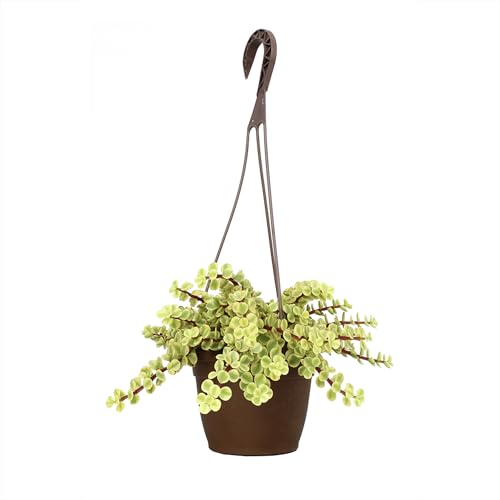 Variegated Portulacaria Elephant Bush Succulent Plant Hanging Basket, Pet Friendly