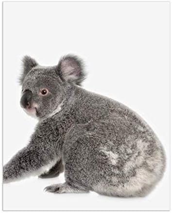 Amazon Co Jp コアラクリスタルミニマリストprints セットof 4 8 X 10 Uniqueコアラポーズと角度nursery写真壁アート装飾 ホーム キッチン