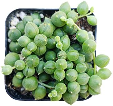 String of Pearls Senecio Rowleyanus (2" Plastic Pot) - Best Trailing & Climbing Indoor Plant - Indoor Plant for Home Office Decoration