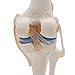Kouber Anatomical Medical Knee Joint with Ligaments Model,Life Size