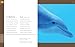 Dolphins / Los delfines (Spanish Edition)