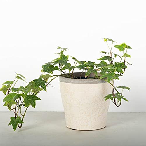 212 Main Beige Paisley Pattern with Gray Rim Planter