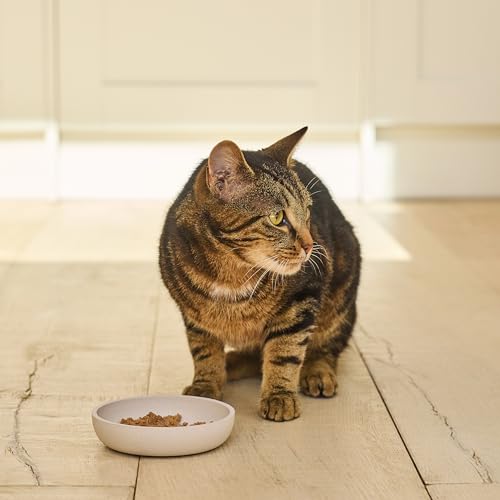 Lily's Kitchen Mit natürlichen Zutaten hergestellt Pastete in der Schale für ausgewachsene Katzen Bio- Truthahn Getreidefreie Rezeptur 19 x… – Ansicht 2