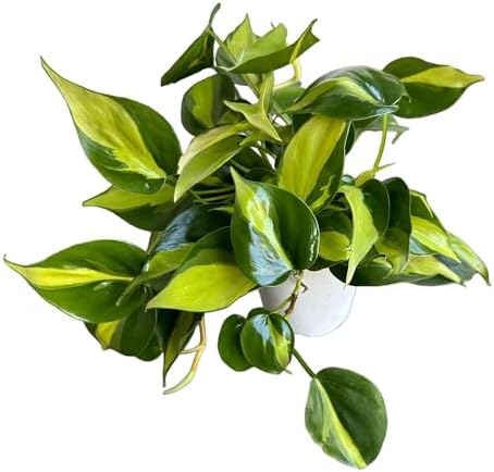 Hopewind Plnats Shop - Philodendron hederaceum Brasil, Rare Varie...