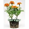 Potassium Polyacrylate Water Storing Crystals for Plants 20 Pounds