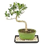 Brussel's Bonsai - Live Golden Gate Ficus Bonsai Tree with Ceramic Bonsai Pot & Humidity Tray, Indoor Bonsai...