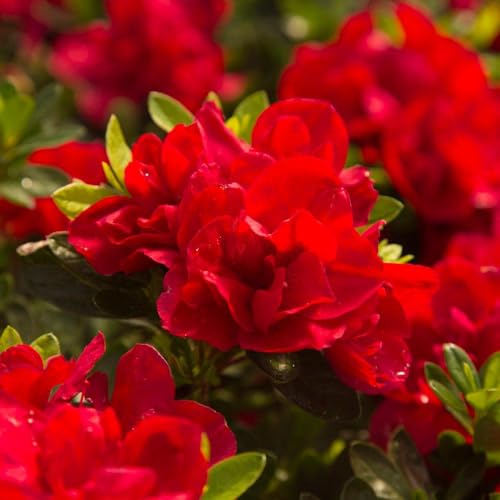 Encore Azalea Autumn Bonfire (1 Gallon) Red Flowering Shrub - Full Sun Live Outdoor Plant - Azalea Shrub - Rhododendron
