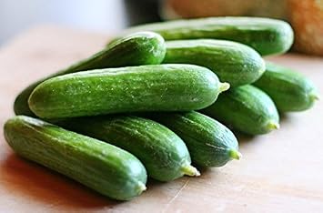 30 Persian Beit Alpha Lebanese Cucumber Seeds Heirloom Non GMO