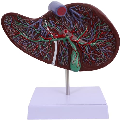 HOUDERCO Modèle Anatomique du Foie Humain avec Support Maquette Médicale Plastique Outil Pédagogique Réaliste pour Études et Affichage