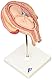 3B Scientific Menschliche Anatomie - Fetus, 5. Monat, Steißlage