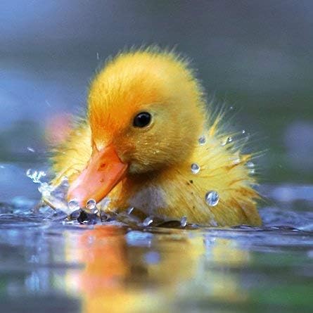 Ani'mates 3D Holographic Card - Duckling