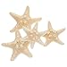 Amosfun 4pcs Coquilles d'Étoiles de Mer Naturelles pour Thème Nautique Décorations de Mariage Fête d'anniversaire (5-8cm)