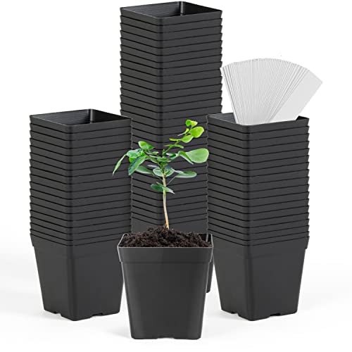 June Fox Square Nursery Pots 3.3 Inches Flexible Plastic Seedling