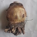 Zoom IMG-1 kvhsvb amarillide raffinata tocco di Zoom IMG-1 kvhsvb amarillide raffinata tocco di