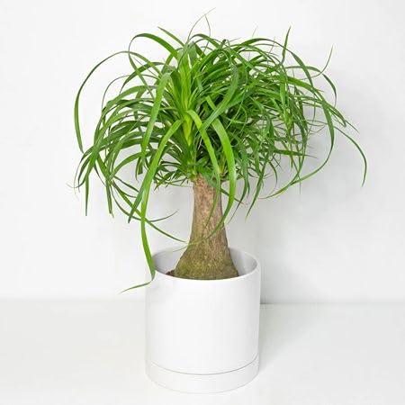 20pcs Green Ponytail Palm Plant Seeds