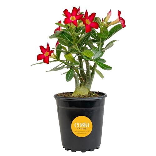 Costa Farms Desert Escape Desert Rose Live Succulent Plant - 1621 Inches Tall Blooming Indoor Houseplant or Outdoor Garden Succulent for Patio Porch & Home Dcor