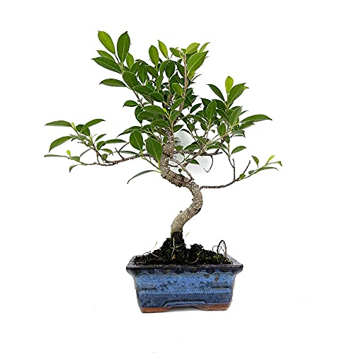 BONSAI NATURAL FICUS RETUSA 6 AÑOS 40CM BONSAI NATURAL FICUS RETUSA 6 AÑOS 40CM