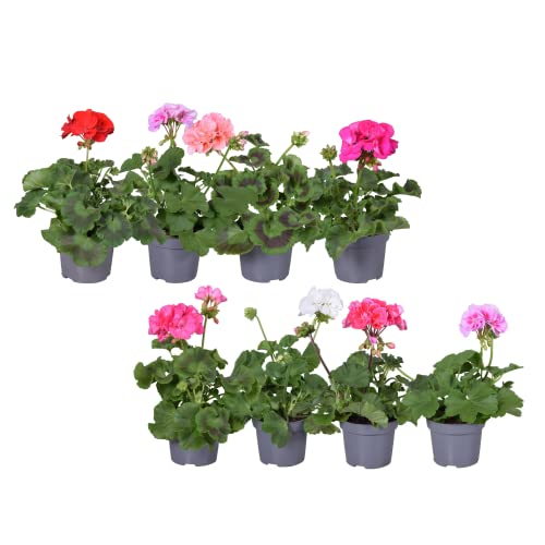 Geranio - Pack 8 Plantas - Flores de Colores - Plantas Naturales