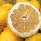 愛媛産 農家さんもぐ�