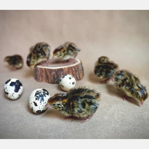Daily Bread Homestead Jumbo Coturnix Quail Fertile Hatching Eggs - 12ct Jumbo + Extras